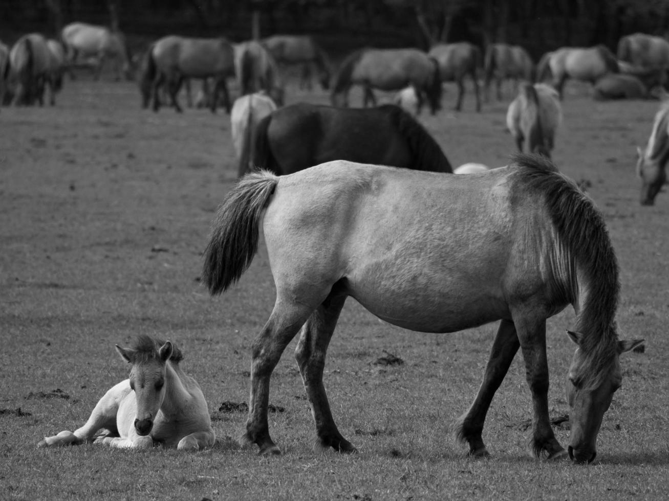 widl horses in germany photo