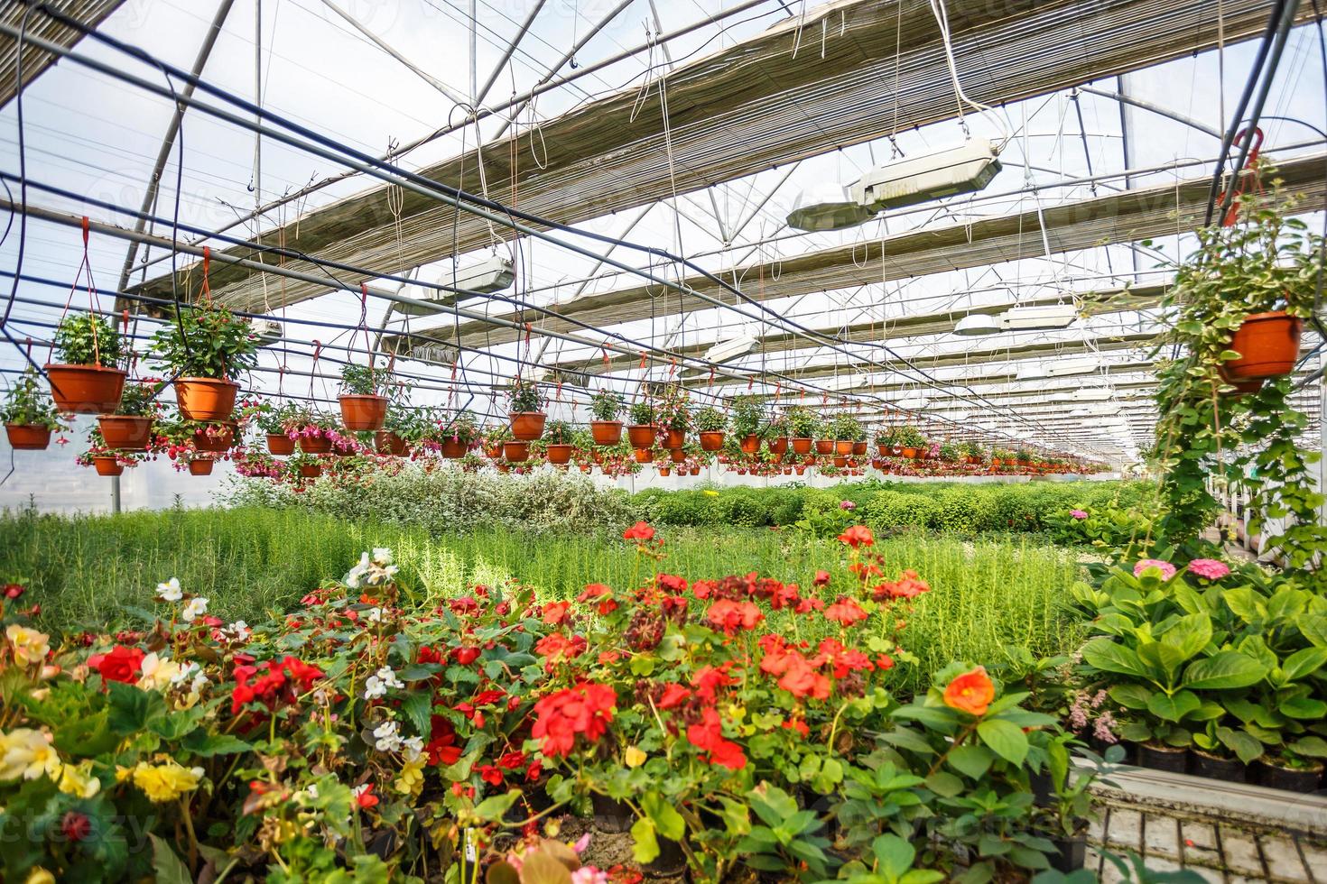 rows of young flowers in greenhouse with a lot of indoor plants on plantation photo