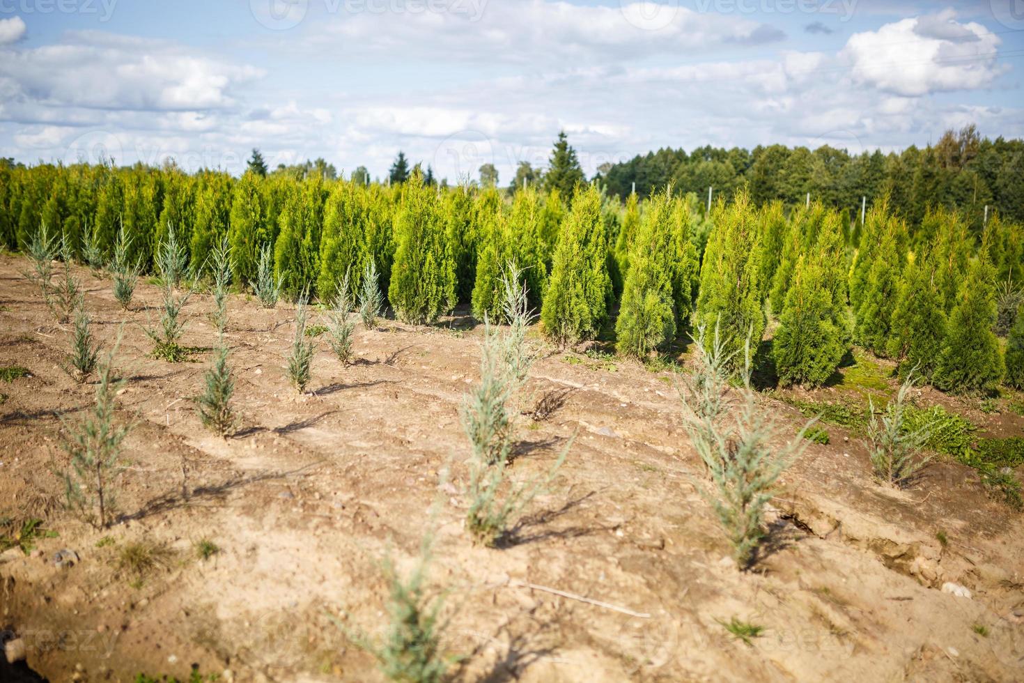 rows of young conifers in greenhouse with a lot of plants on plantation photo