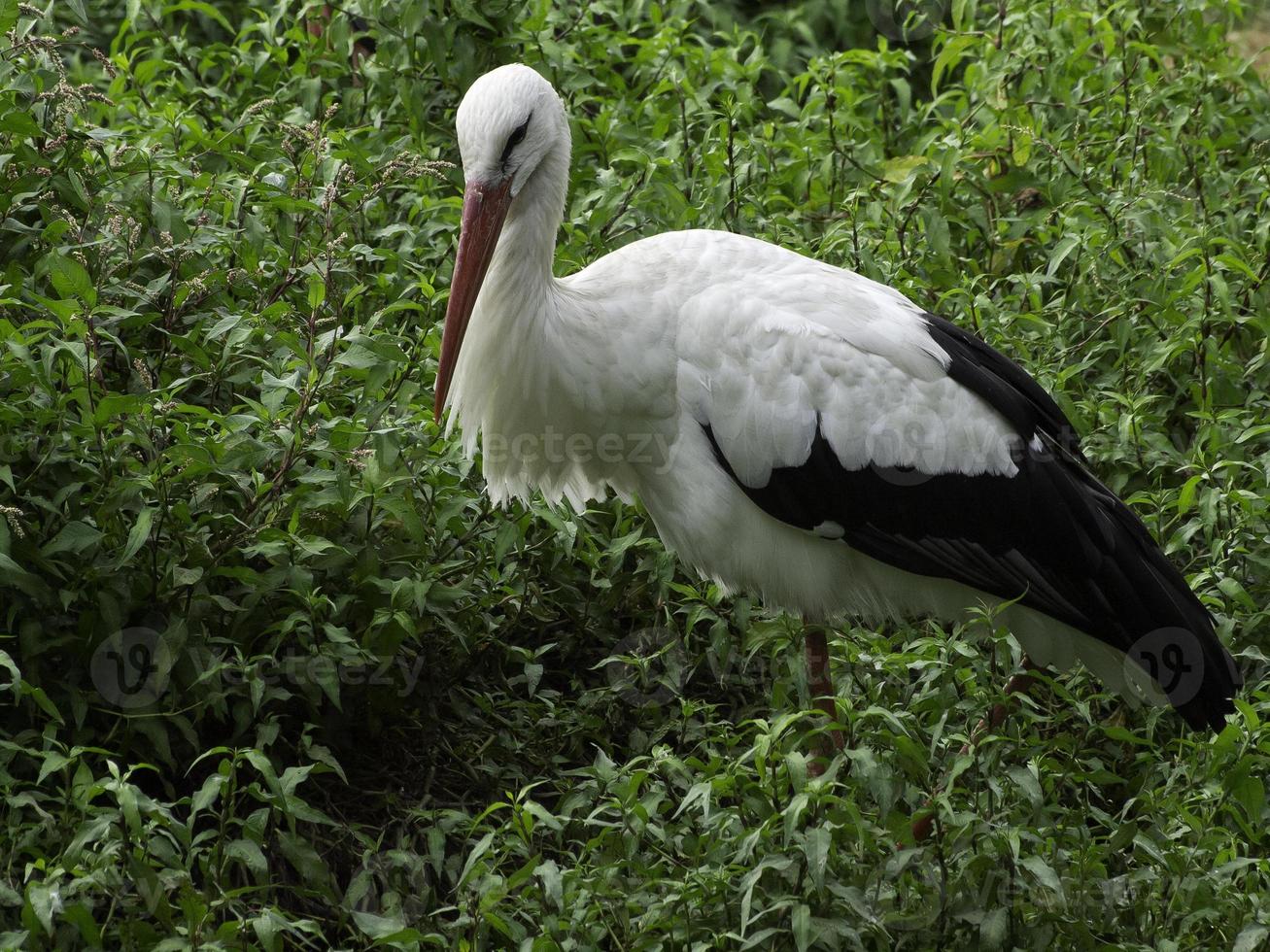 storks, in germany photo