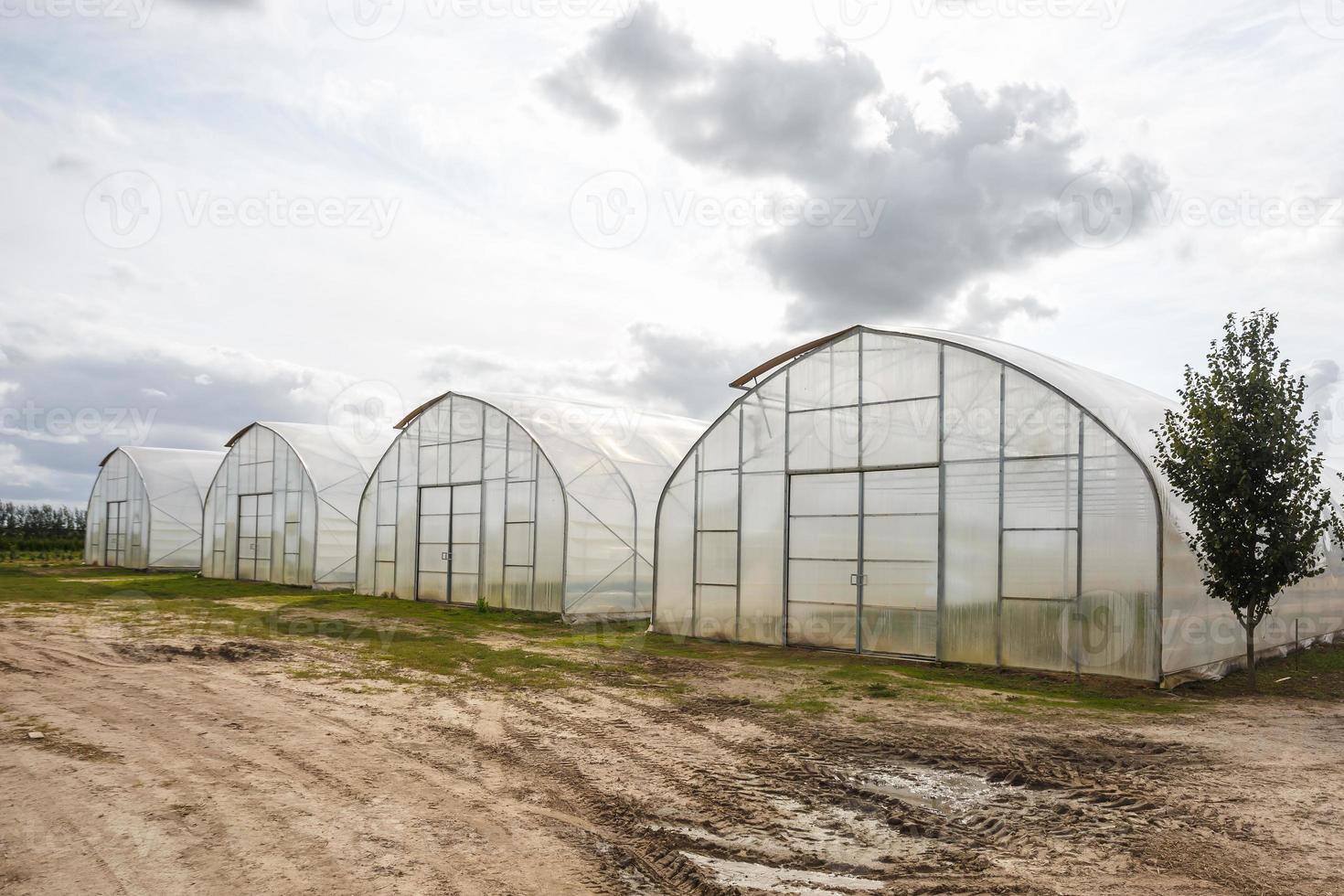 rows of greenhouse with a lot of plants on plantation photo