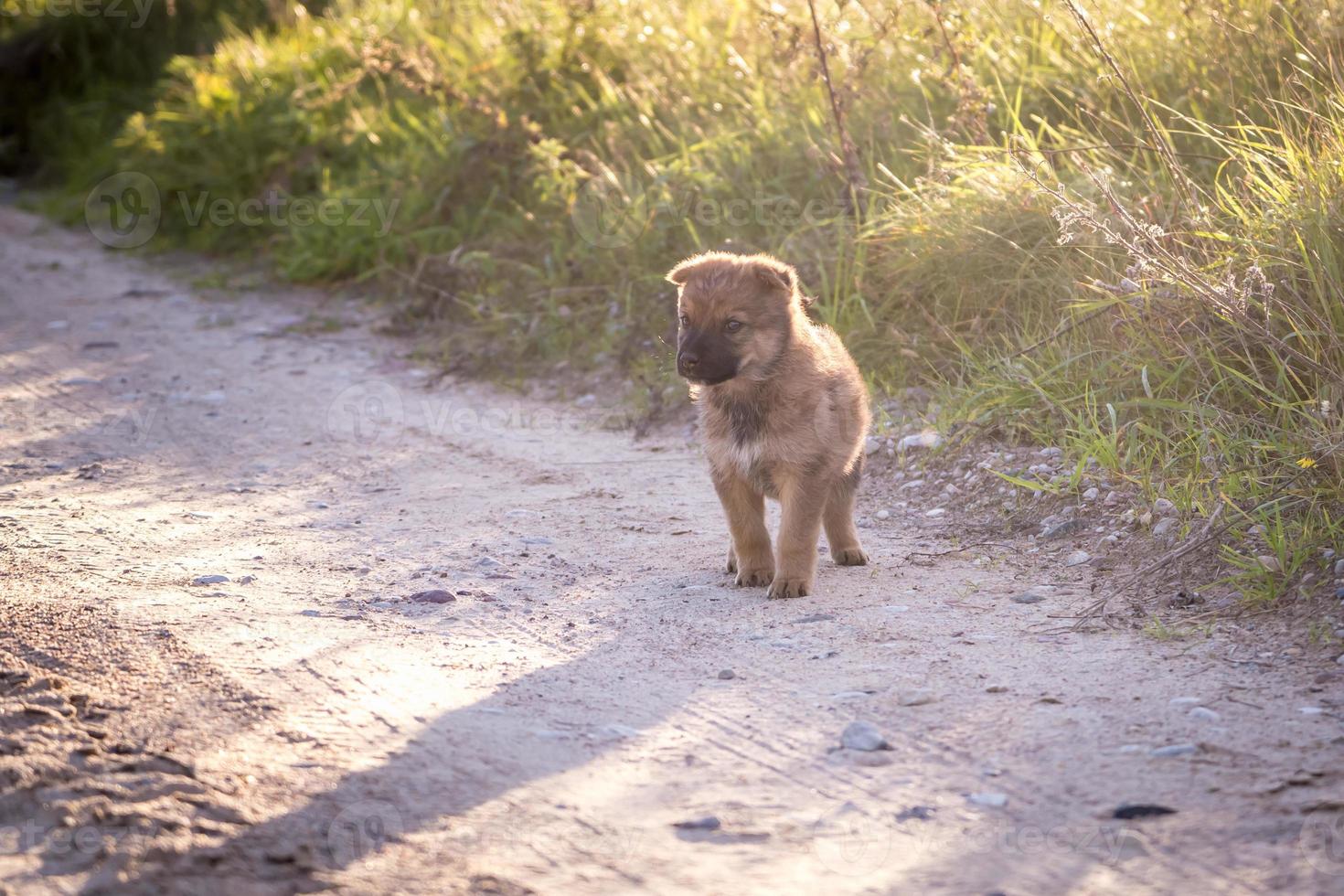 homeless puppies dog sits on gravel road photo