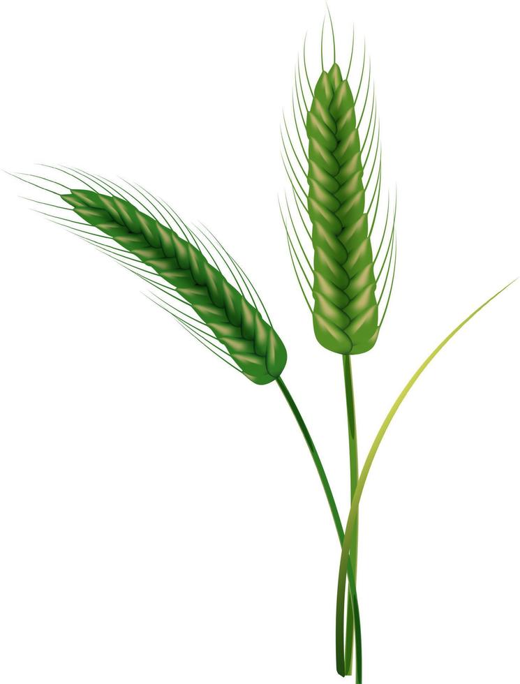 Wheat vector illustration.