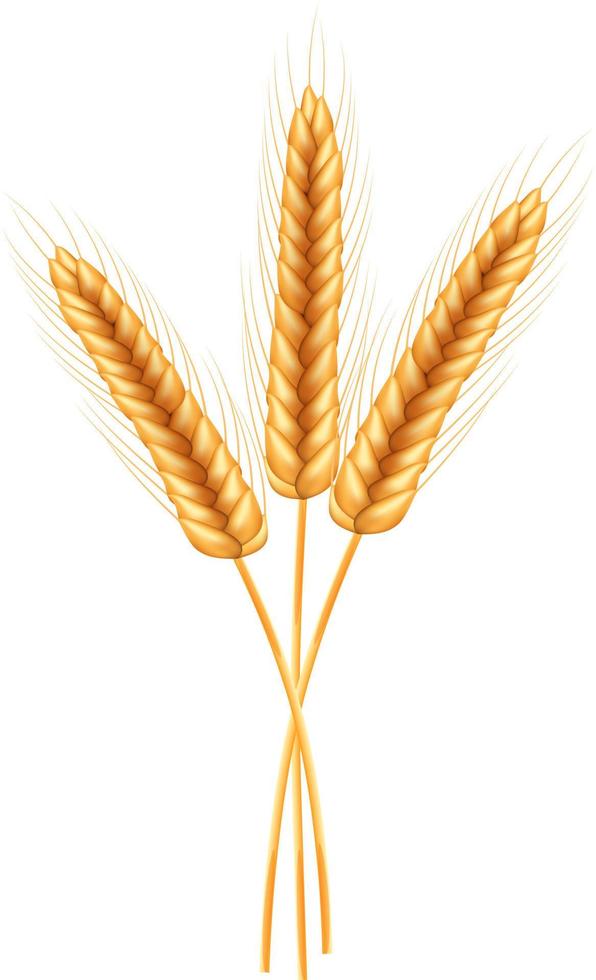 Wheat vector illustration.