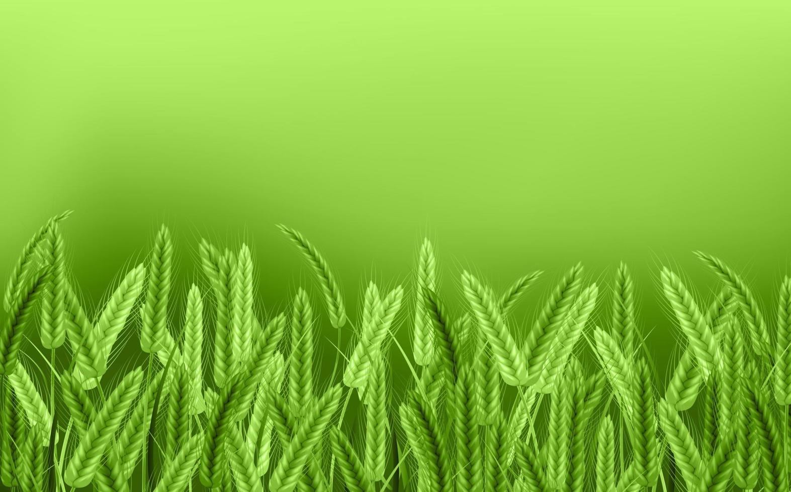 Wheat vector illustration.