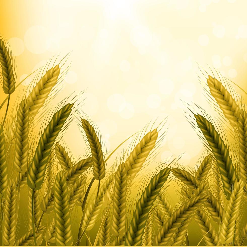 Wheat vector illustration.