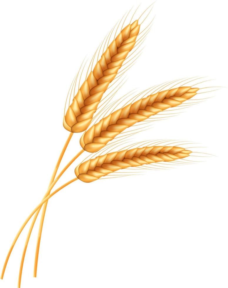 Wheat vector illustration.