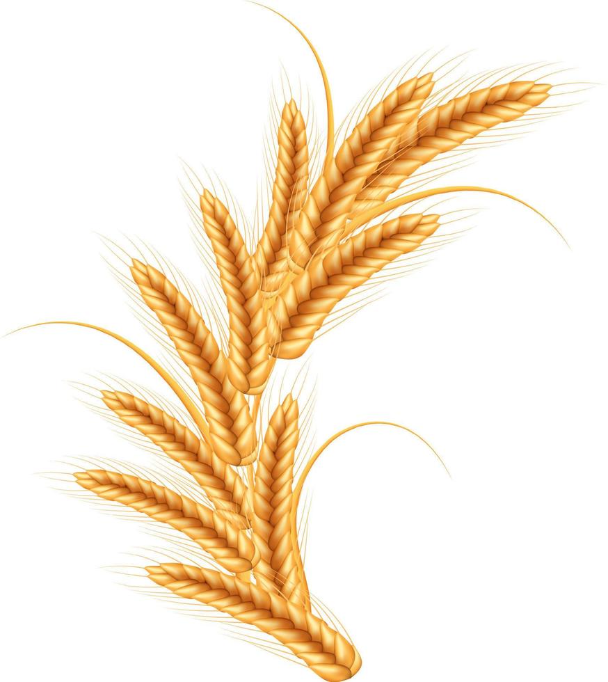 Wheat vector illustration.