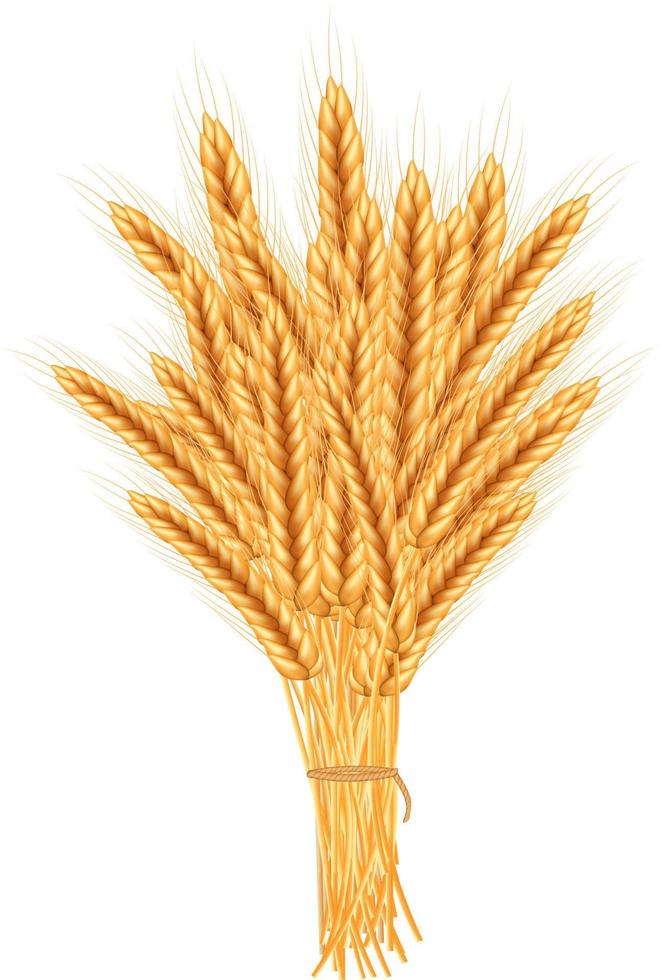 Wheat vector illustration.