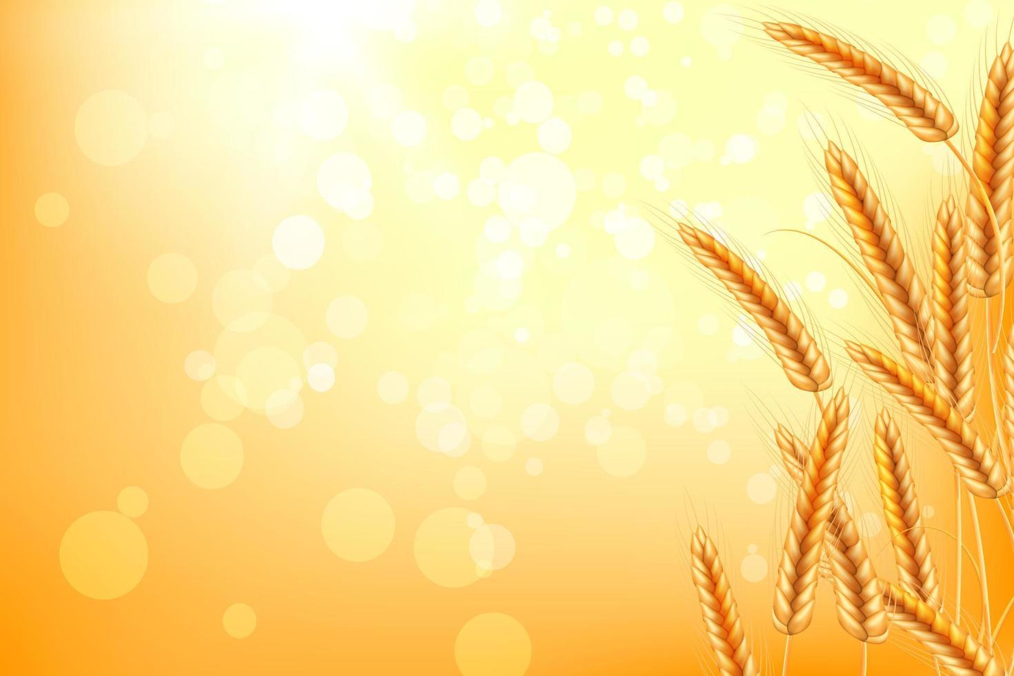 Wheat vector illustration.