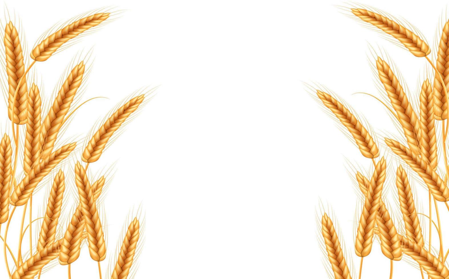 Wheat vector illustration.