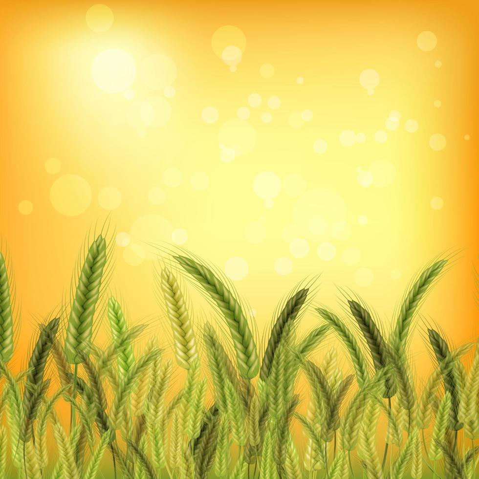 Wheat vector illustration.