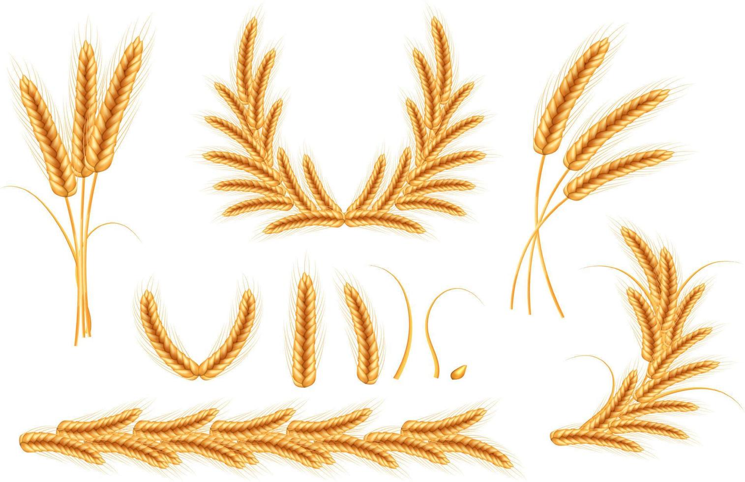 Wheat vector illustration.