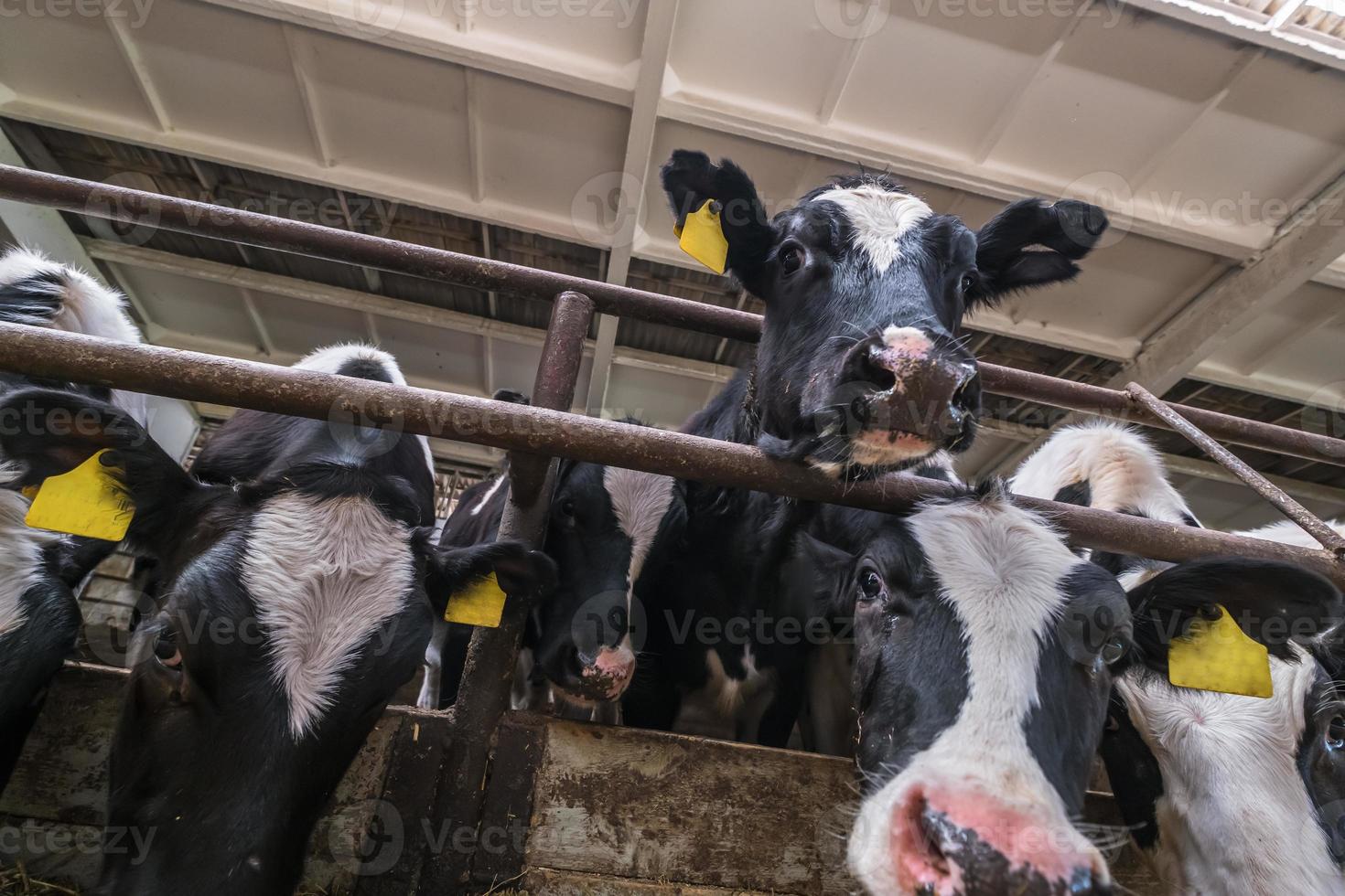 Breeding cows in free animal husbandry. Cowshed. Livestock cow farm. Herd of black white cows are looking at the camera with interest. photo