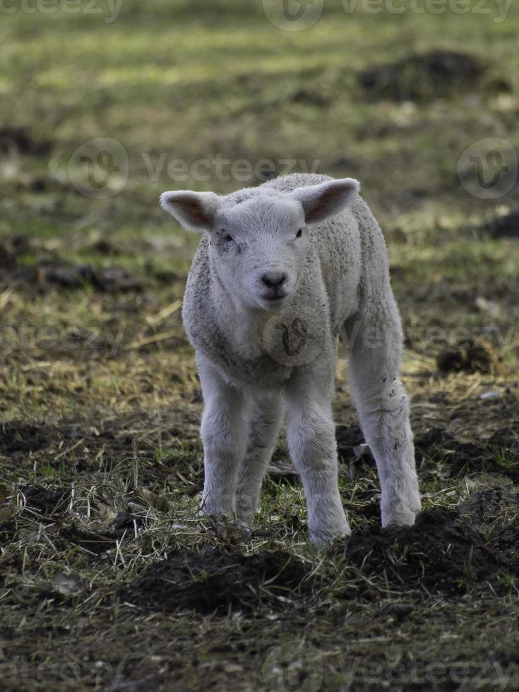 ovejas en un prado en westfalia foto