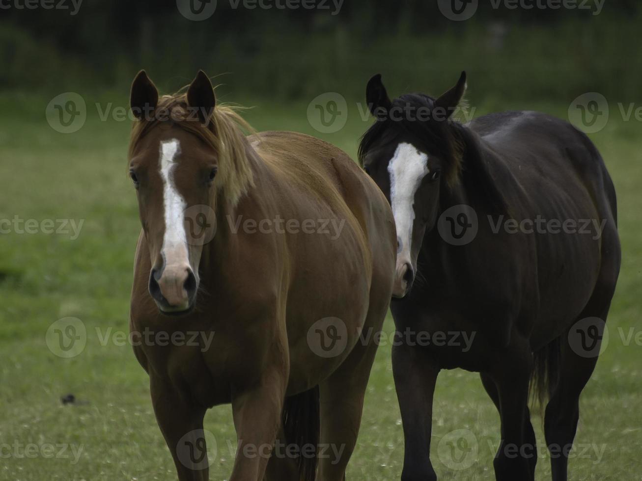 wild horses on a meadow in westphalia photo