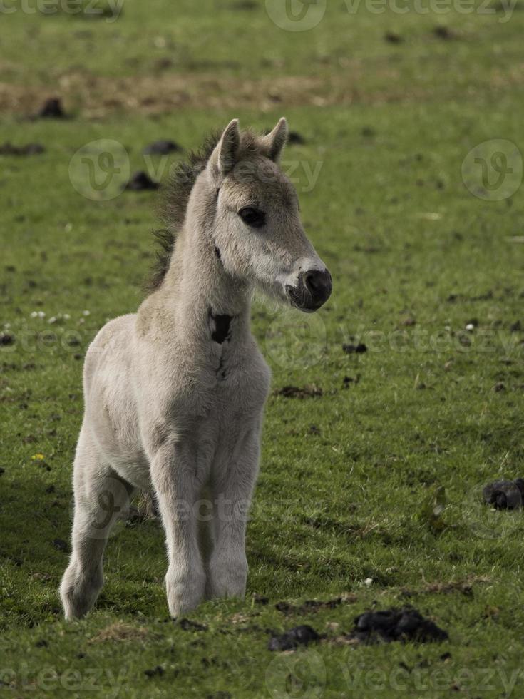 wild foals in germany photo