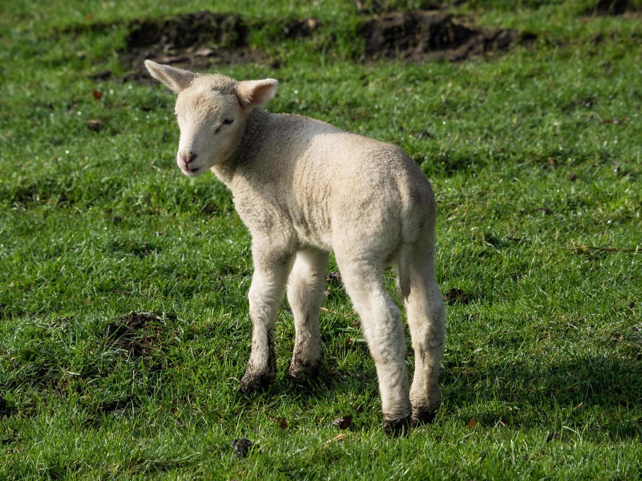 lambs on a meadow in germany photo