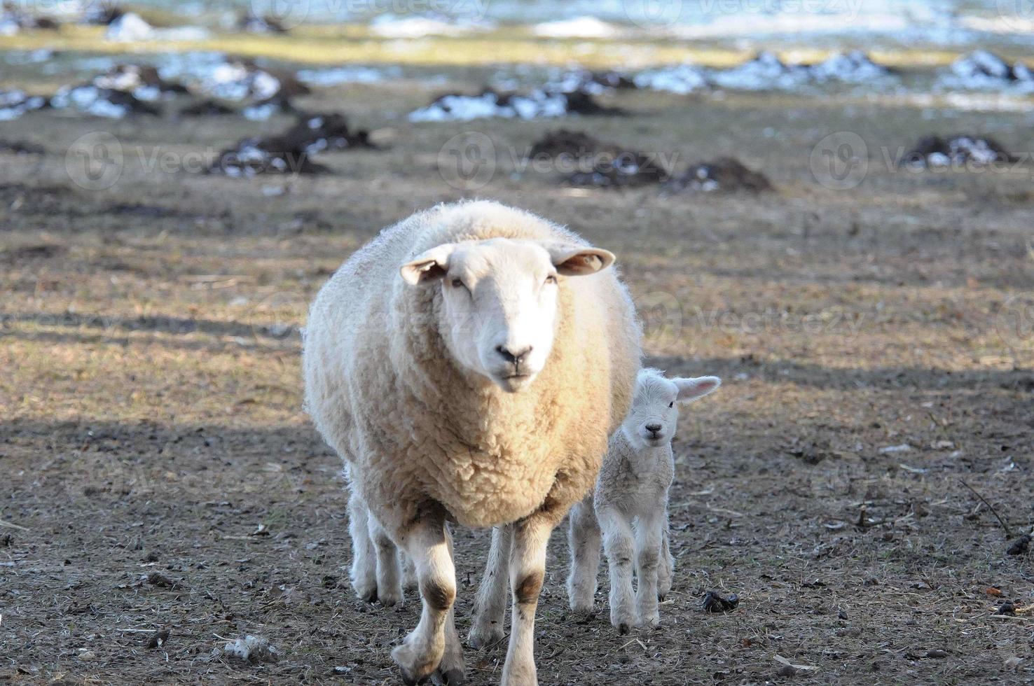 sheeps at winter time photo