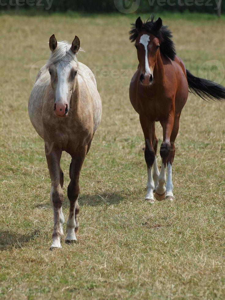 Horses in westphalia photo