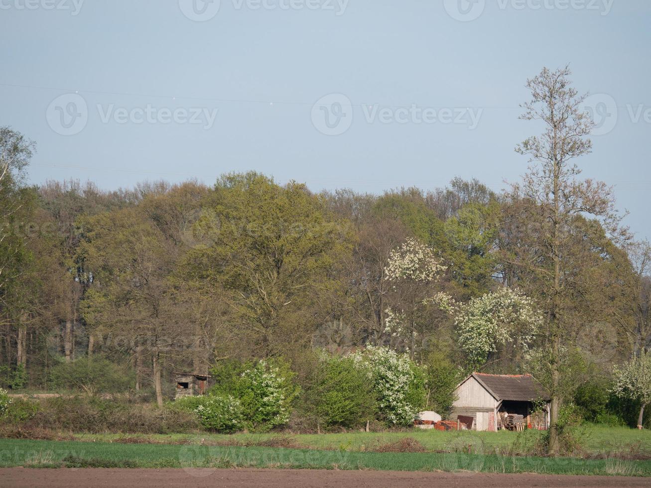 sheeps and lambs photo