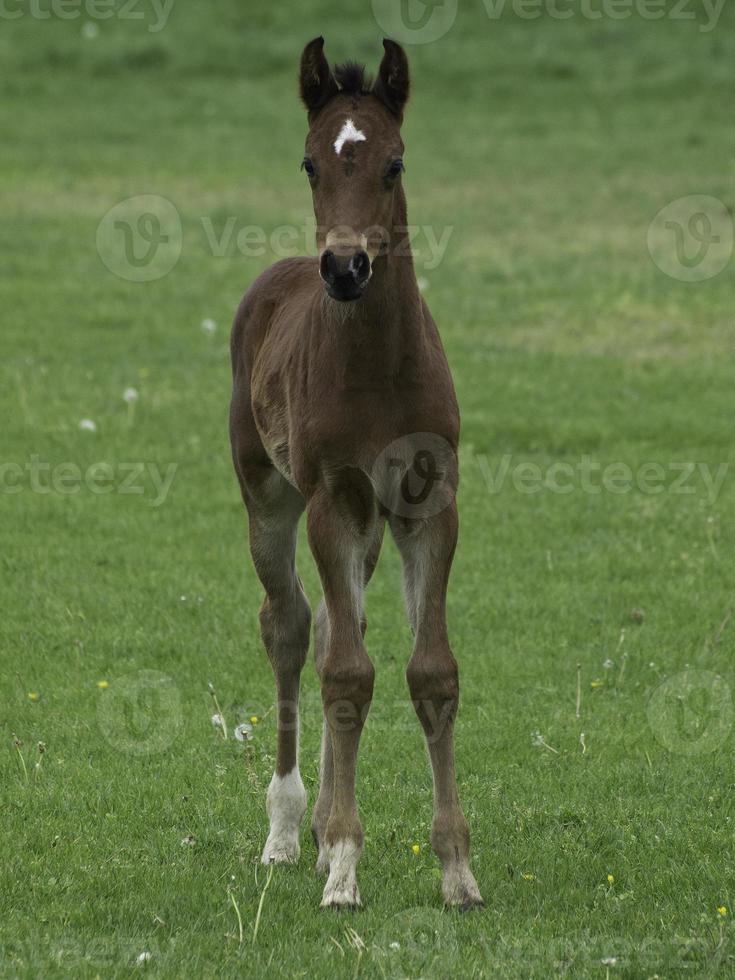 potros y caballos en westfalia foto