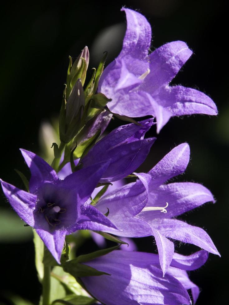 summer time in the garden photo