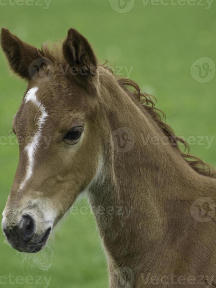 foals and horses in westphalia photo