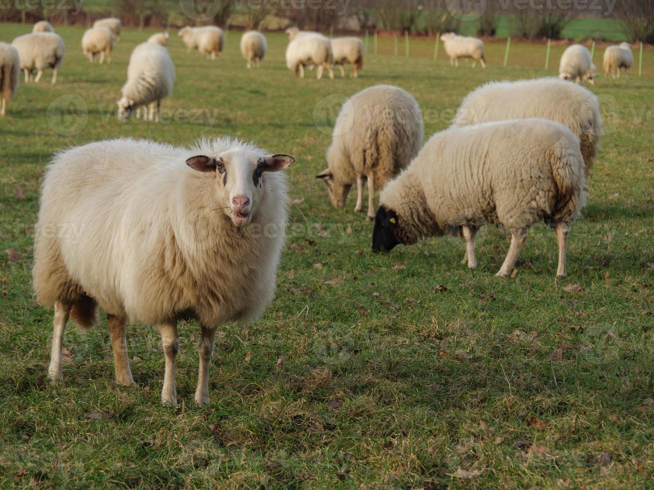 sheeps in westphalia photo