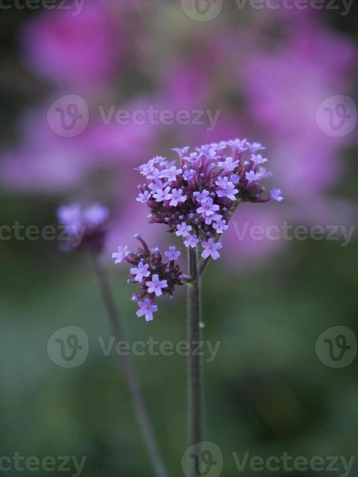 Summer garden in westphalia photo