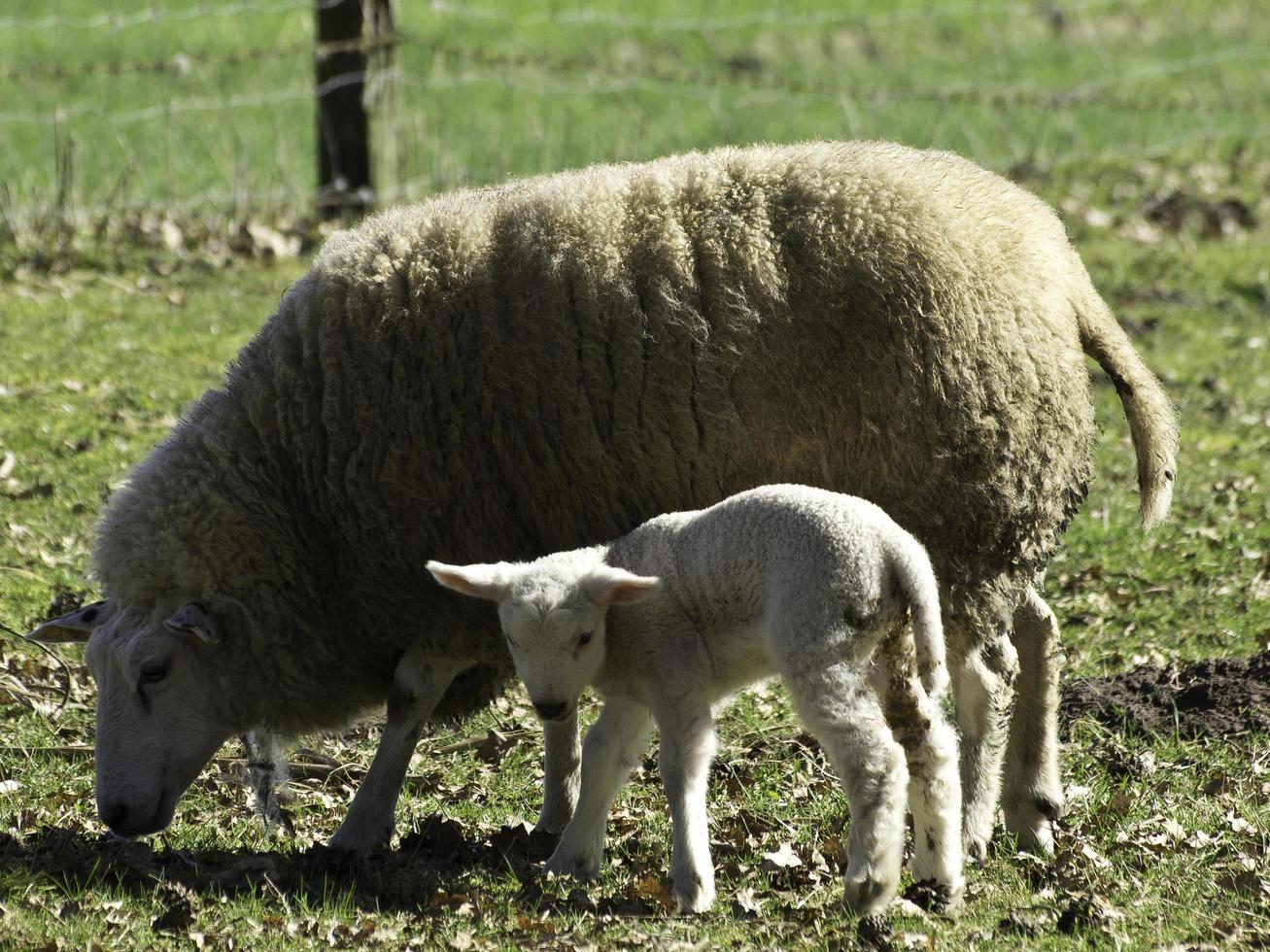 ovejas en un campo en westfalia foto