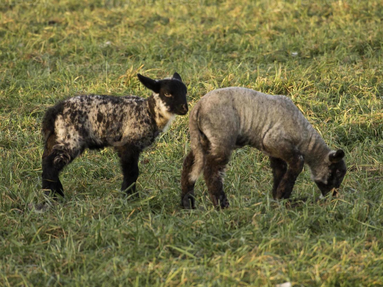 Sheeps in westphalia photo