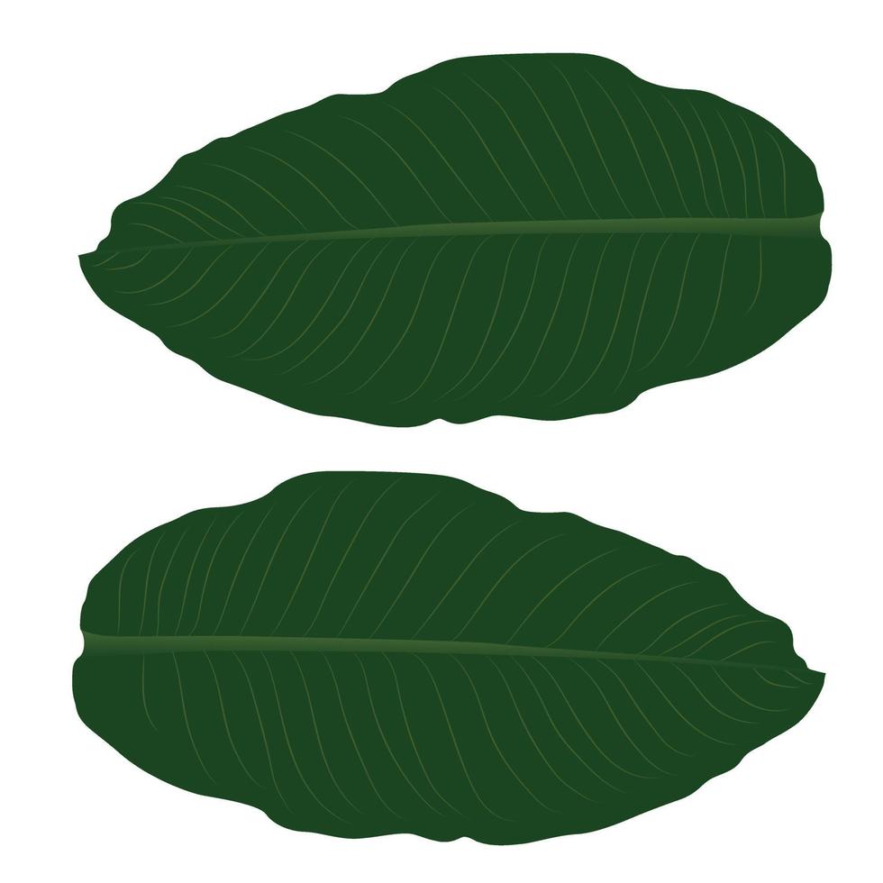 Banana Leaf vector illustration