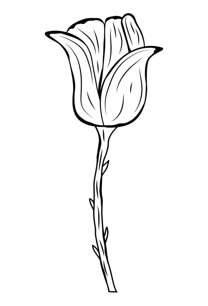 One tulip on a white background with thorns. Flower and plant in hand drawn style. Boho. isolated. Doodle. vector