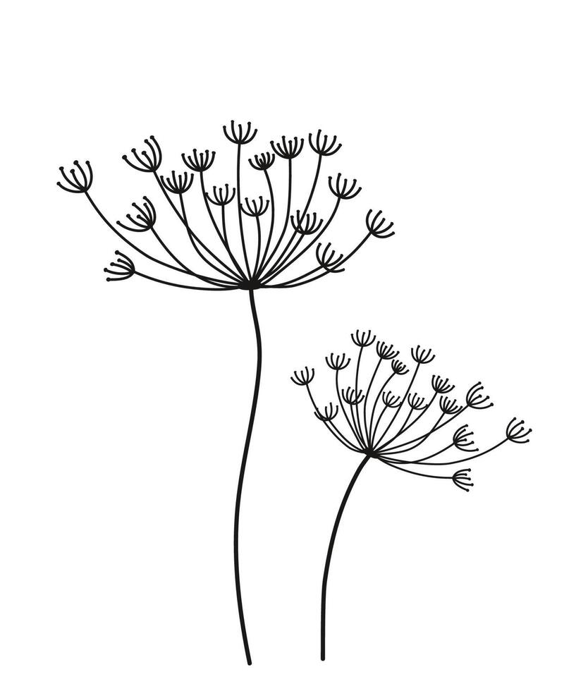 Dill umbrella in hand drawn style. Doodle. isolated. Vector stock illustration. White background.