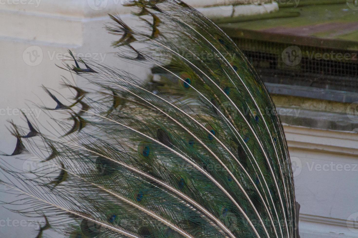 beautiful peacock bird photo