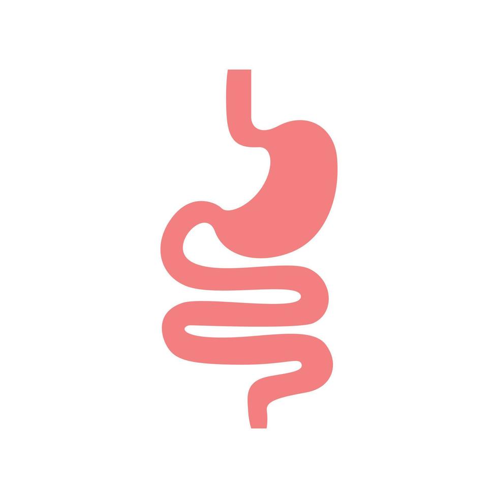 Gastrointestinal tract. Intestines, guts, stomach. Digestive tract vector