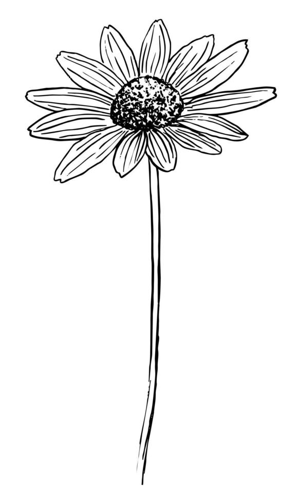 VECTOR DRAWING OF A BLACK FLOWERING RUDBECKIA ON A WHITE BACKGROUND