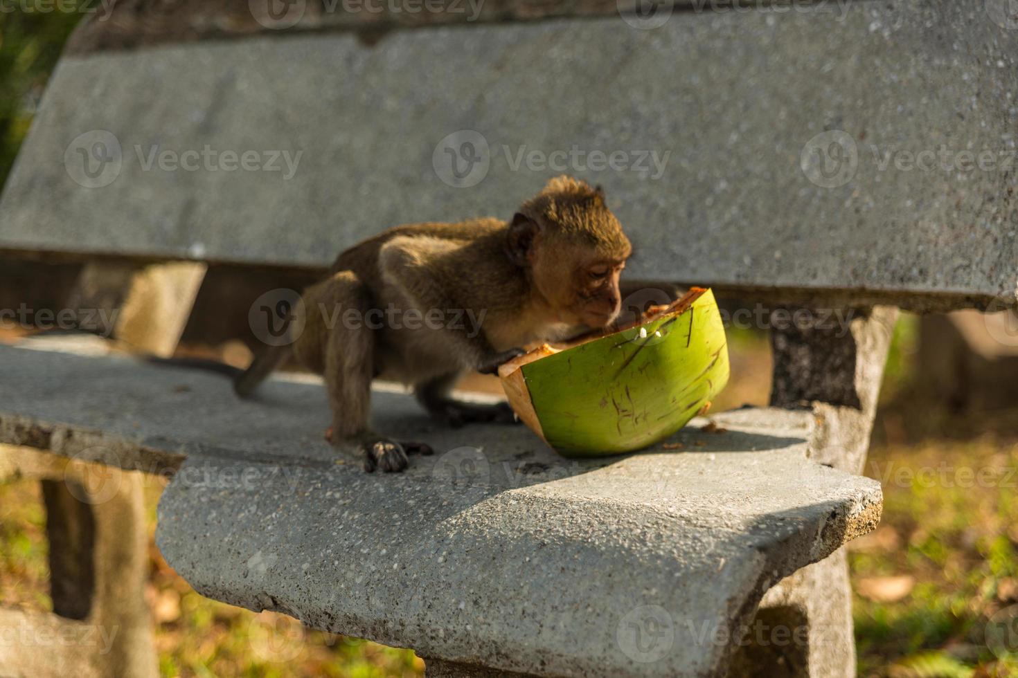 Wild monkey with fruit photo
