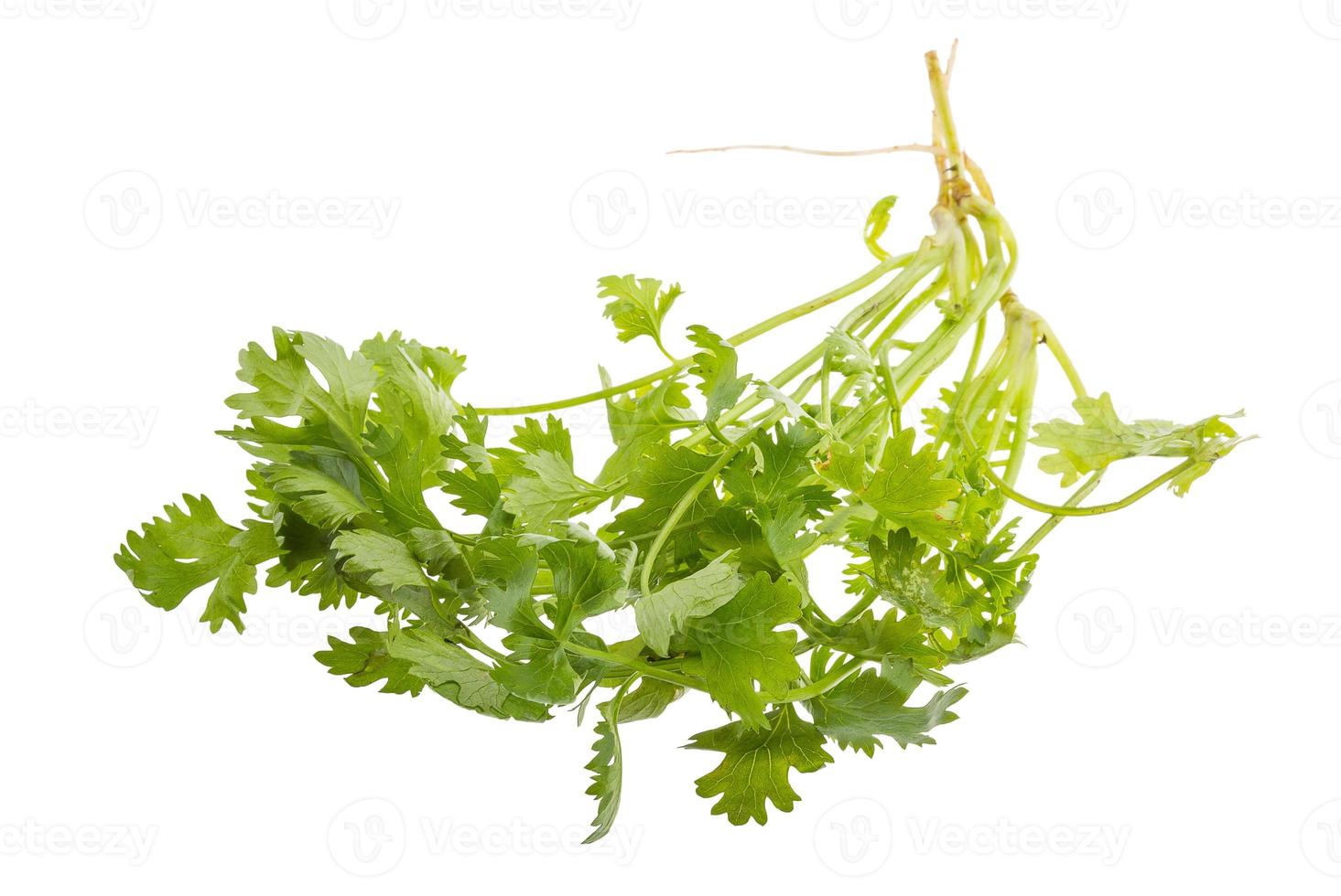 Coriander on white background photo