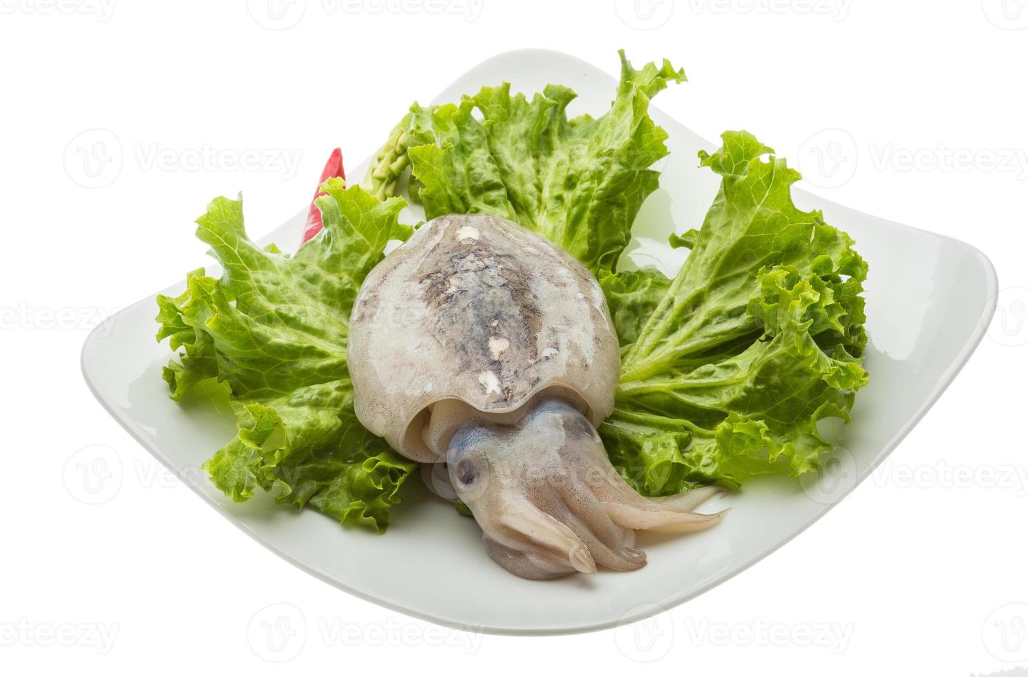 Raw cuttlefish on the plate and white background photo