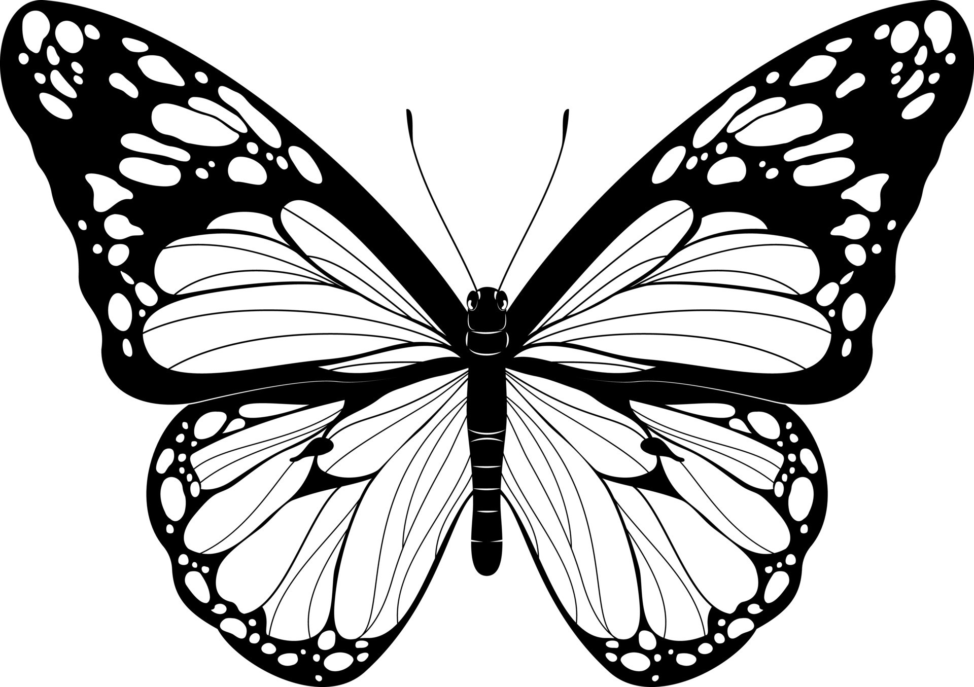 Understanding The Fascinating World Of White Butterflies Understanding The Fascinating World Of White Butterflies