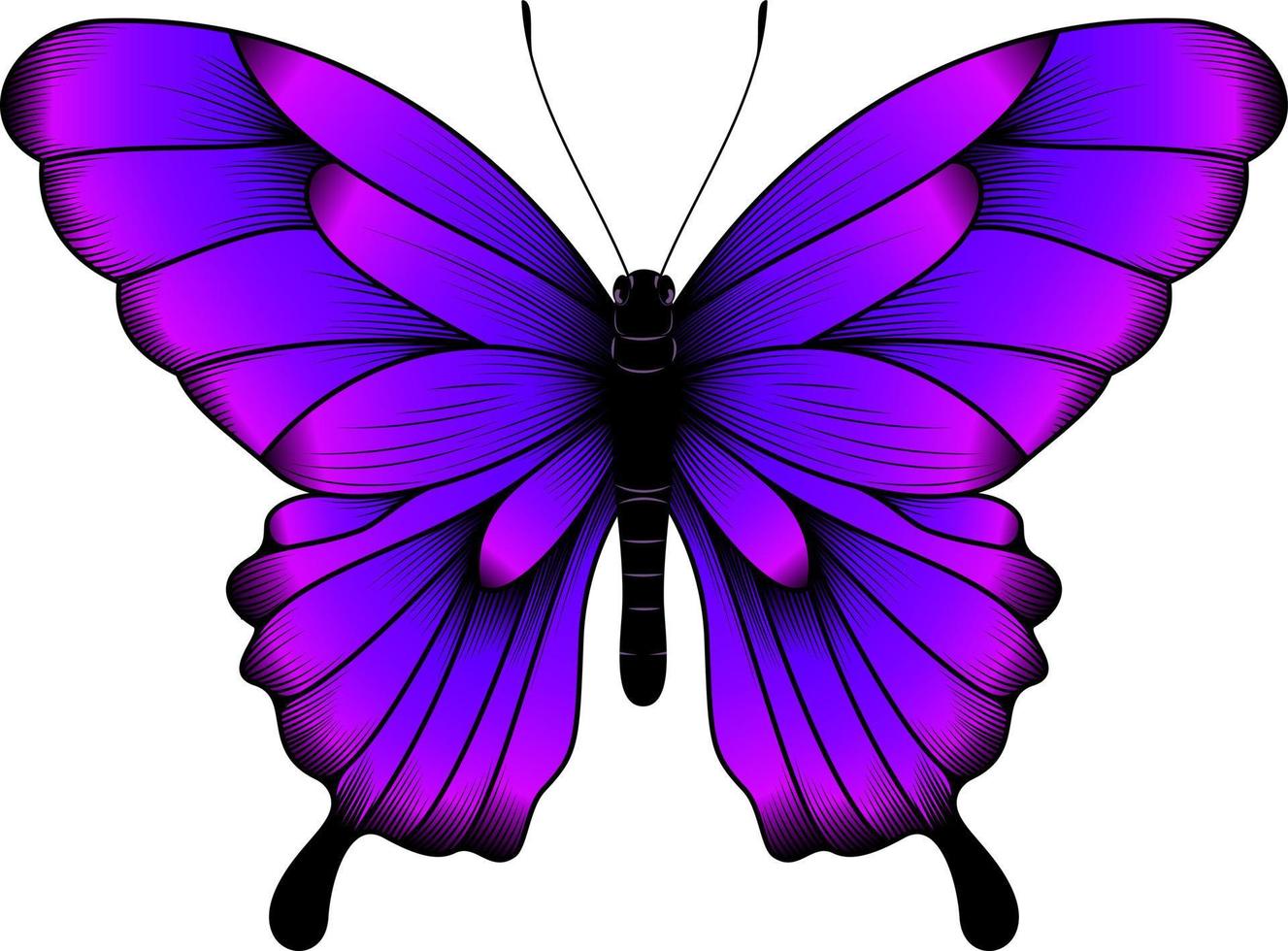 Tropical Purple Butterfly Illustration - Beautiful Butterfly Vector