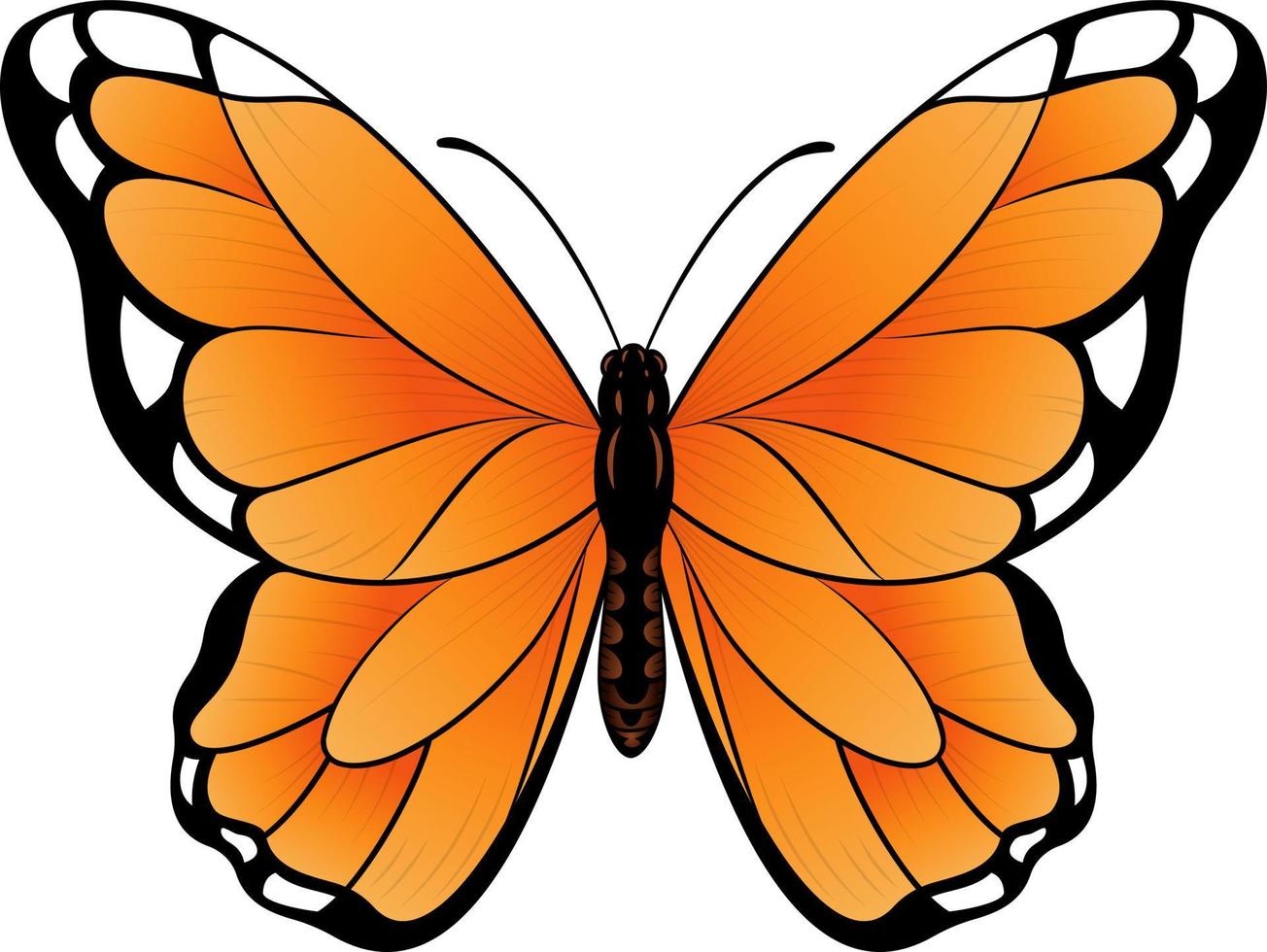 Monarch Butterfly Vector illustration - Beautiful tropical Butterfly