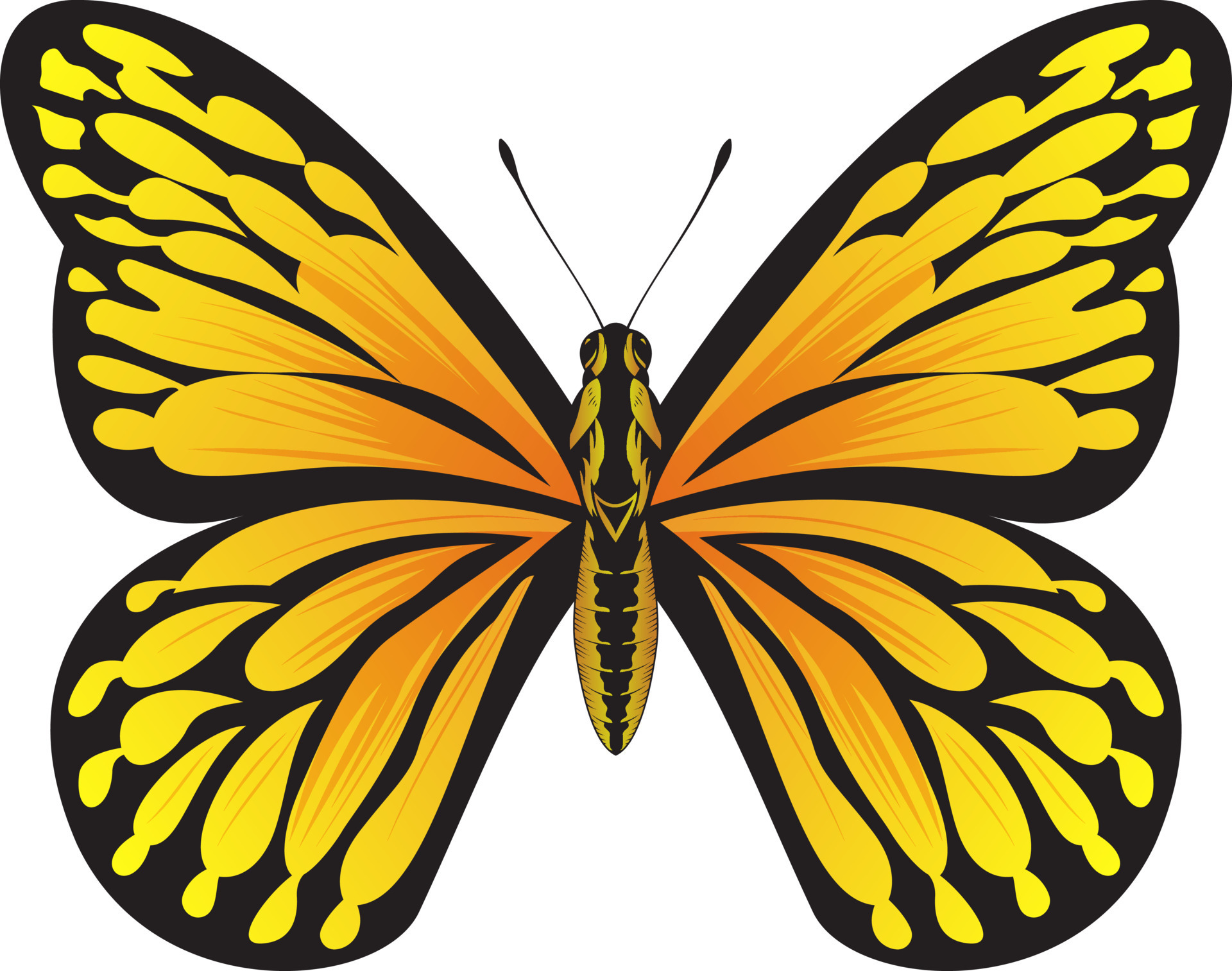 Tropical Orange Butterfly Beautiful Butterfly vector Illustration
