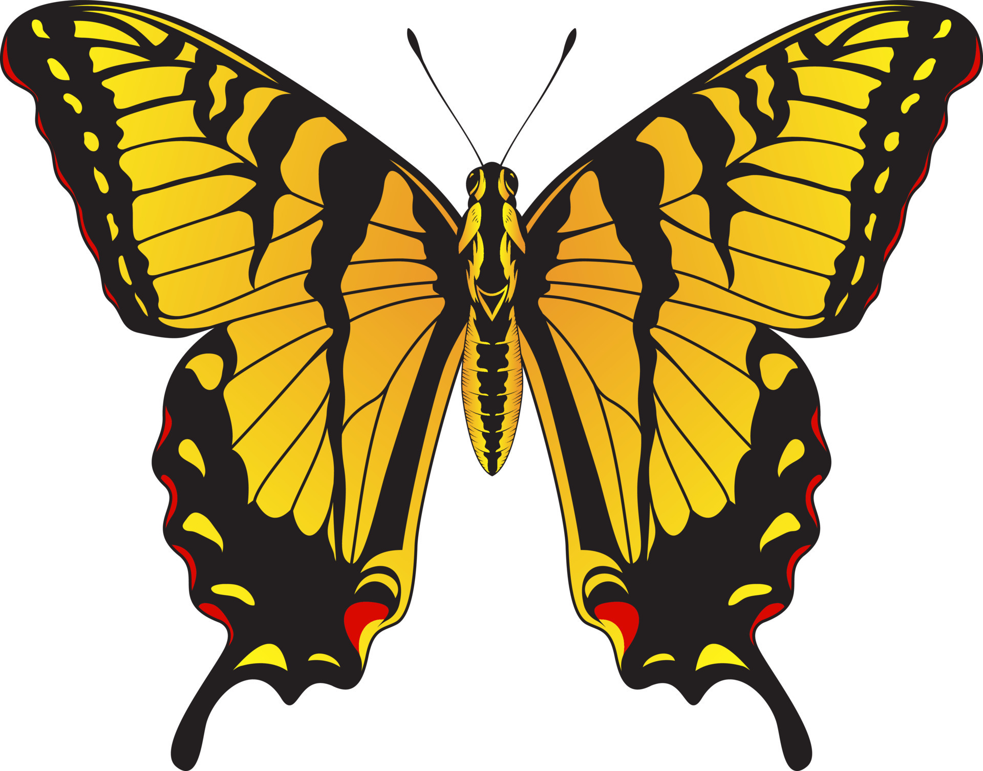 Tiger Swallowtail Butterfly - Yellow and Black Striped Butterfly Vector