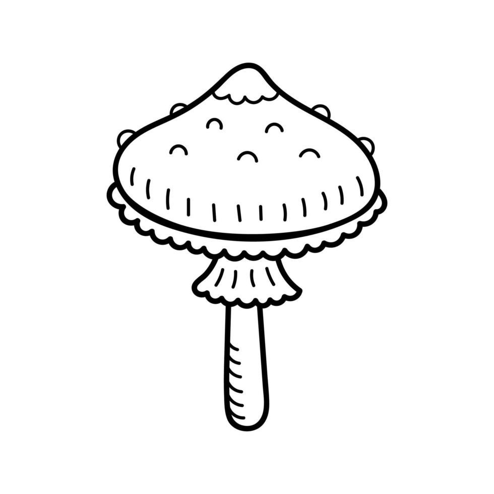 Cute mushroom in doodle style. Poisonous mushroom, fly agaric, toadstool. Vector isolated hand drawn illustration for coloring pages, sketch, outline