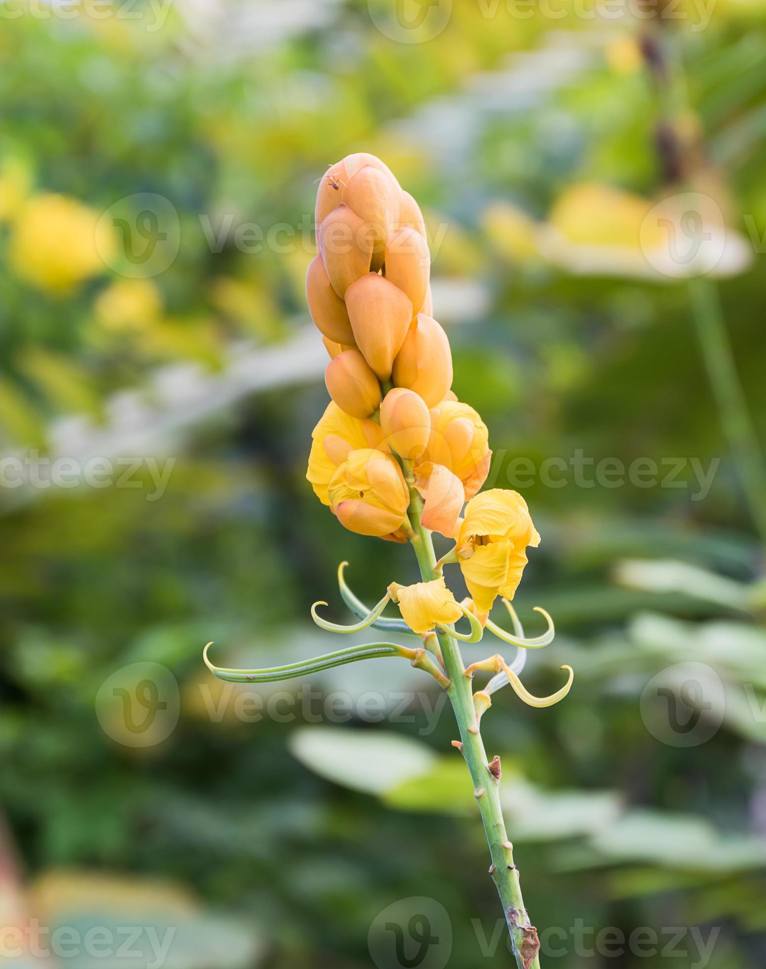 Christmas candle,Ringworm Bush Flower 10939558 Stock Photo at Vecteezy