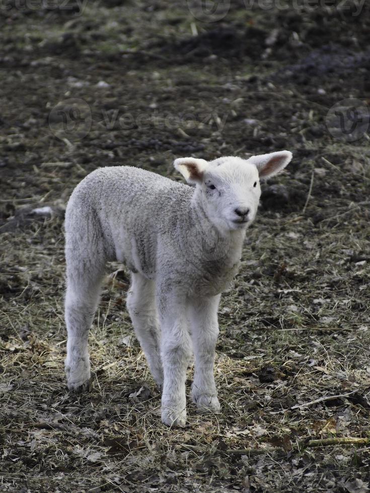 sheeps in the german muensterland photo