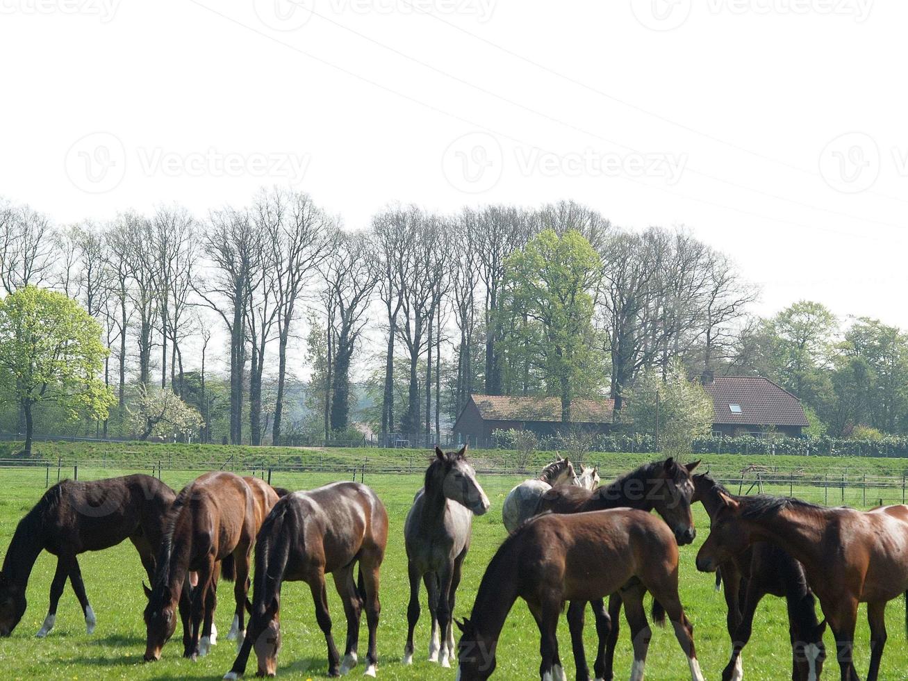 caballos en el muensterland alemán foto